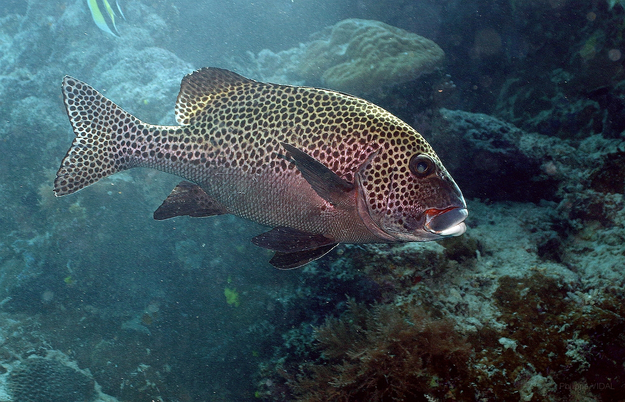 Sipadan_2015_Diagramme arlequin_Plectorhinchus chaetodonoides_IMG_3065_rc.jpg